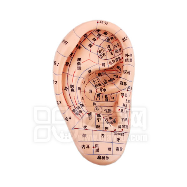 耳部穴位模型圖1